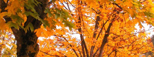 Autumn Leaves in Cascade Park
